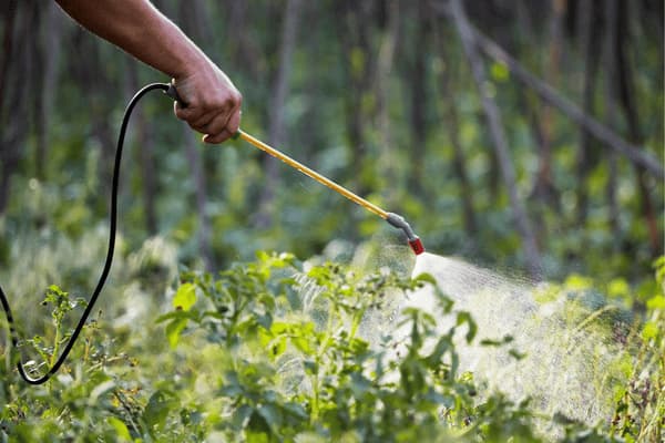Derattizzazione disinfestatore