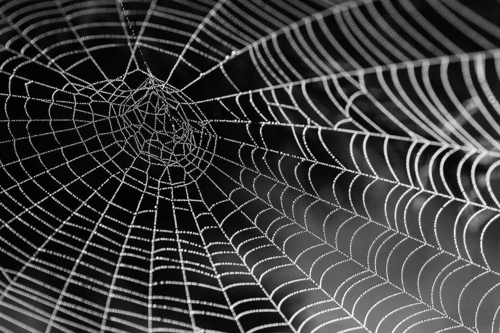 ragnatela da rimuovere con disinfestazione ragni