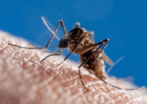 zanzara dengue